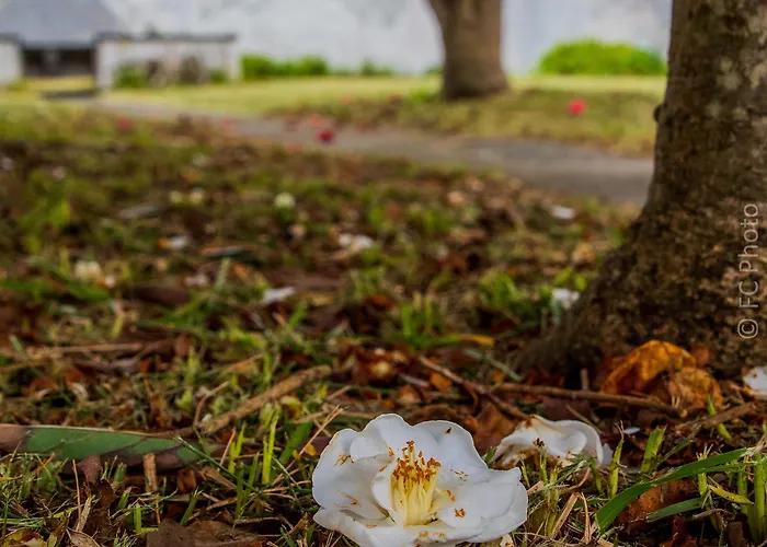 Oda ve Kahvaltı Cc - 